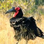 Ground Hornbill